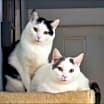 Thumbnail photo of CHARGER and CHALLENGER #1