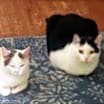 Thumbnail photo of CHARGER and CHALLENGER #3