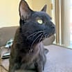 Thumbnail photo of Mookie #1