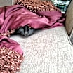 Thumbnail photo of Mookie #3