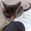 Thumbnail photo of Matcha #2