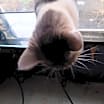 Thumbnail photo of Matcha #3