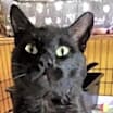 Thumbnail photo of Scoobie #2