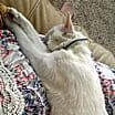 Thumbnail photo of PEARL THE GOLDEN-GIRL!!!! #2