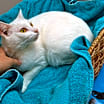 Thumbnail photo of PEARL THE GOLDEN-GIRL!!!! #3