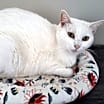 Thumbnail photo of PEARL THE GOLDEN-GIRL!!!! #4