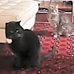 Thumbnail photo of rocco and mika #1
