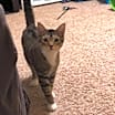 Thumbnail photo of Wilbur #1