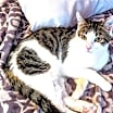 Thumbnail photo of KITTEN EDIE #1