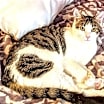 Thumbnail photo of KITTEN EDIE #2
