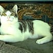 Thumbnail photo of KITTEN EDIE #3