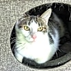 Thumbnail photo of KITTEN EDIE #4