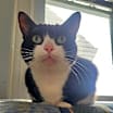 Thumbnail photo of Panda #1