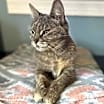 Thumbnail photo of Gertie #1