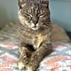 Thumbnail photo of Gertie #3