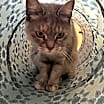 Thumbnail photo of Gertie #4