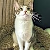 Thumbnail photo of KITTEN MARILYN #1