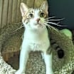 Thumbnail photo of KITTEN MARILYN #2
