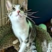 Thumbnail photo of KITTEN MARILYN #3