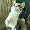 Thumbnail photo of KITTEN MARILYN #4