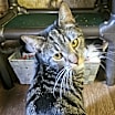 Thumbnail photo of Mabel #1