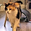 Thumbnail photo of NALA #3