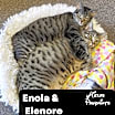 Thumbnail photo of Bonded Enola & Elenore #1