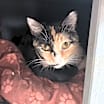 Thumbnail photo of Duchess (107) #3