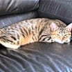 Thumbnail photo of Bella (158) #1