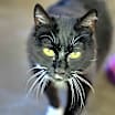 Thumbnail photo of Gigi Bonnie #1