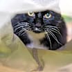 Thumbnail photo of Gigi Bonnie #3