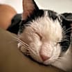 Thumbnail photo of Dip #2