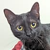 Thumbnail photo of Moxie #1