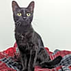 Thumbnail photo of Moxie #2