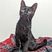 Thumbnail photo of Moxie #3