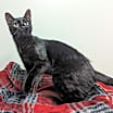 Thumbnail photo of Moxie #4