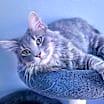 Thumbnail photo of Nyx #2