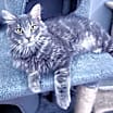 Thumbnail photo of Nyx #3