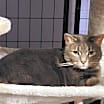 Thumbnail photo of Abbey - Chonky Chonk #4
