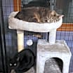 Thumbnail photo of Abbey - Chonky Chonk #3
