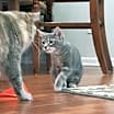 Thumbnail photo of Abbey - Chonky Chonk #2