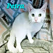 Thumbnail photo of Petra #2