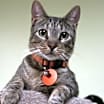 Thumbnail photo of Beauchamp #2