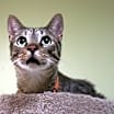 Thumbnail photo of Beauchamp #1