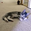 Thumbnail photo of Orbit #1