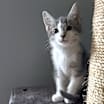 Thumbnail photo of Orbit #2