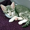 Thumbnail photo of Orbit #3