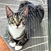 Thumbnail photo of zz - Cici #1