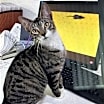Thumbnail photo of zz - Cici #2