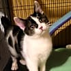 Thumbnail photo of Inky (AKA Boone) #1